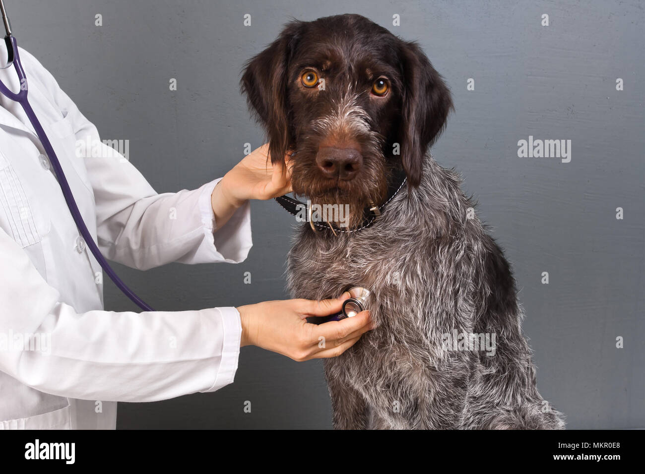 veterinarian examine dog with stethoscope in vet clinic Stock Photo