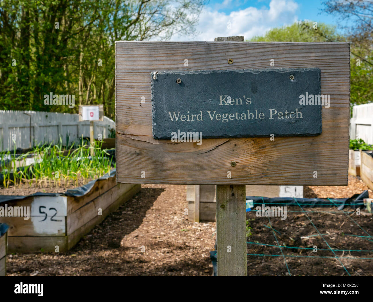 Station Gardens, Ormiston, East Lothian, Scotland, UK Vegetable plants growing in raised beds in community garden with humorous sign Stock Photo