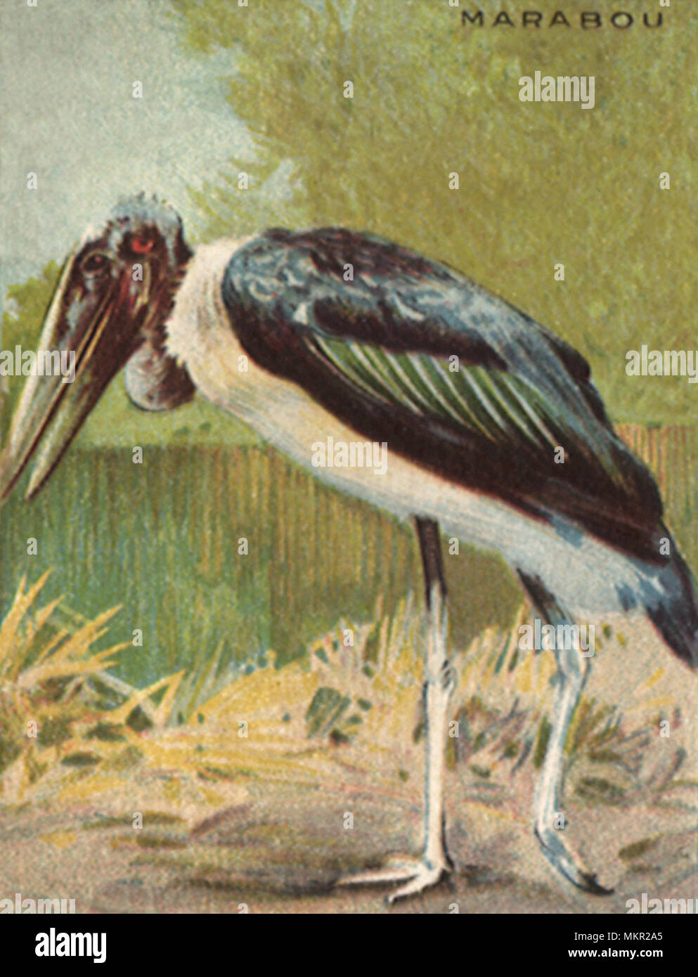 Marsh dwellers hires stock photography and images Alamy