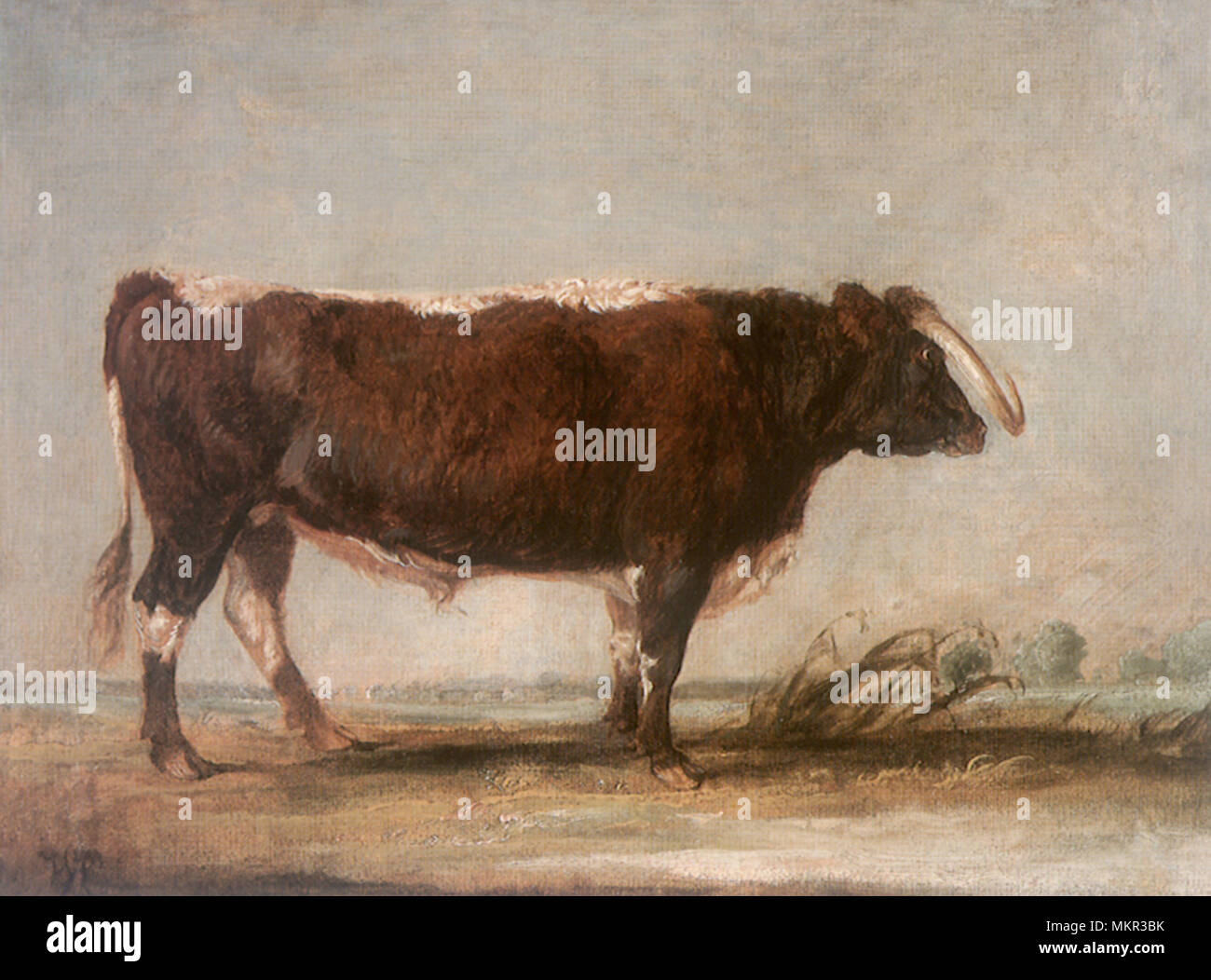 Make longhorn hi-res stock photography and images - Alamy