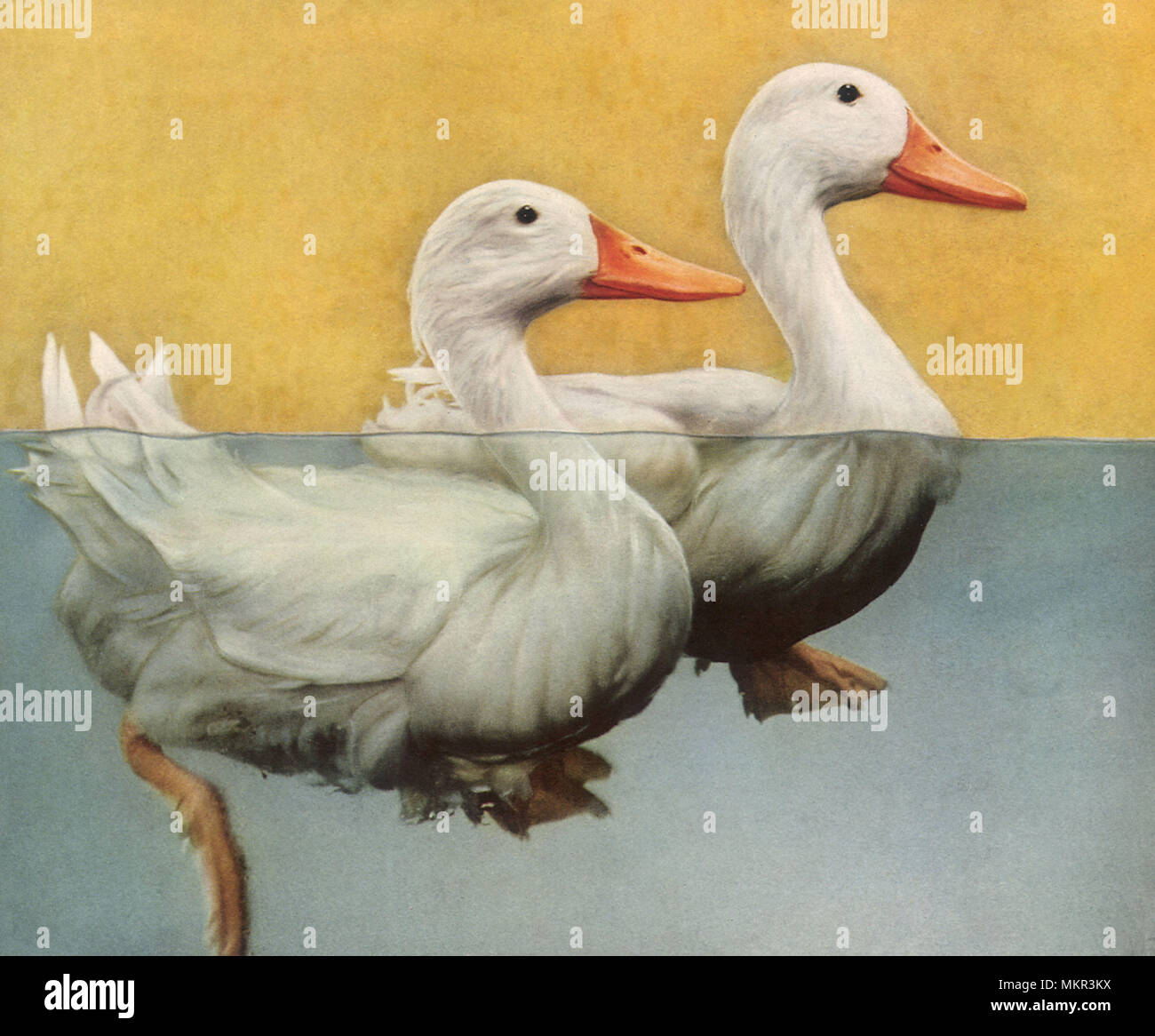 My Image 33
