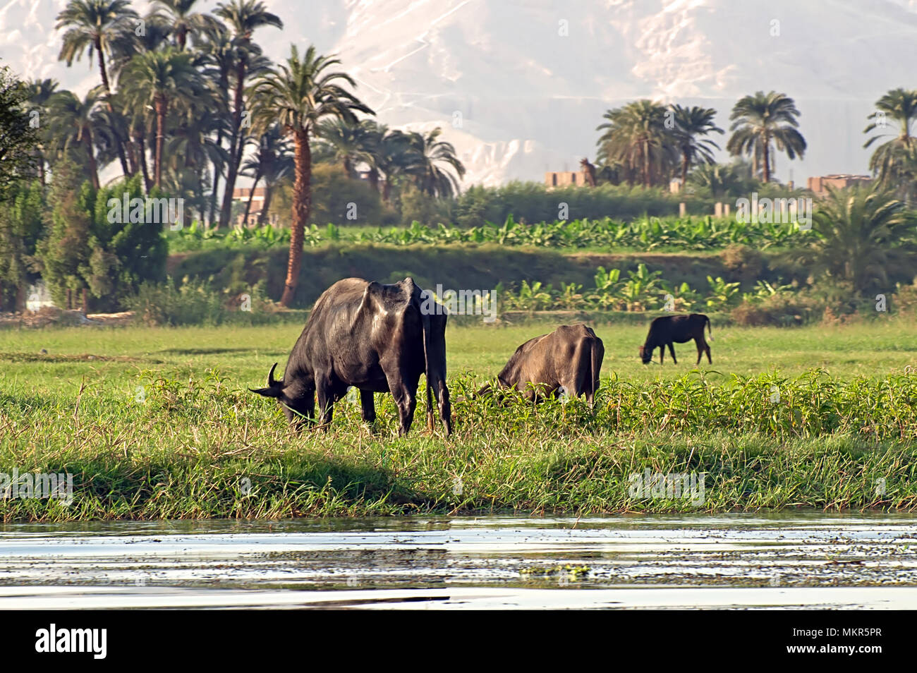 Nile river valley map hi-res stock photography and images - Alamy