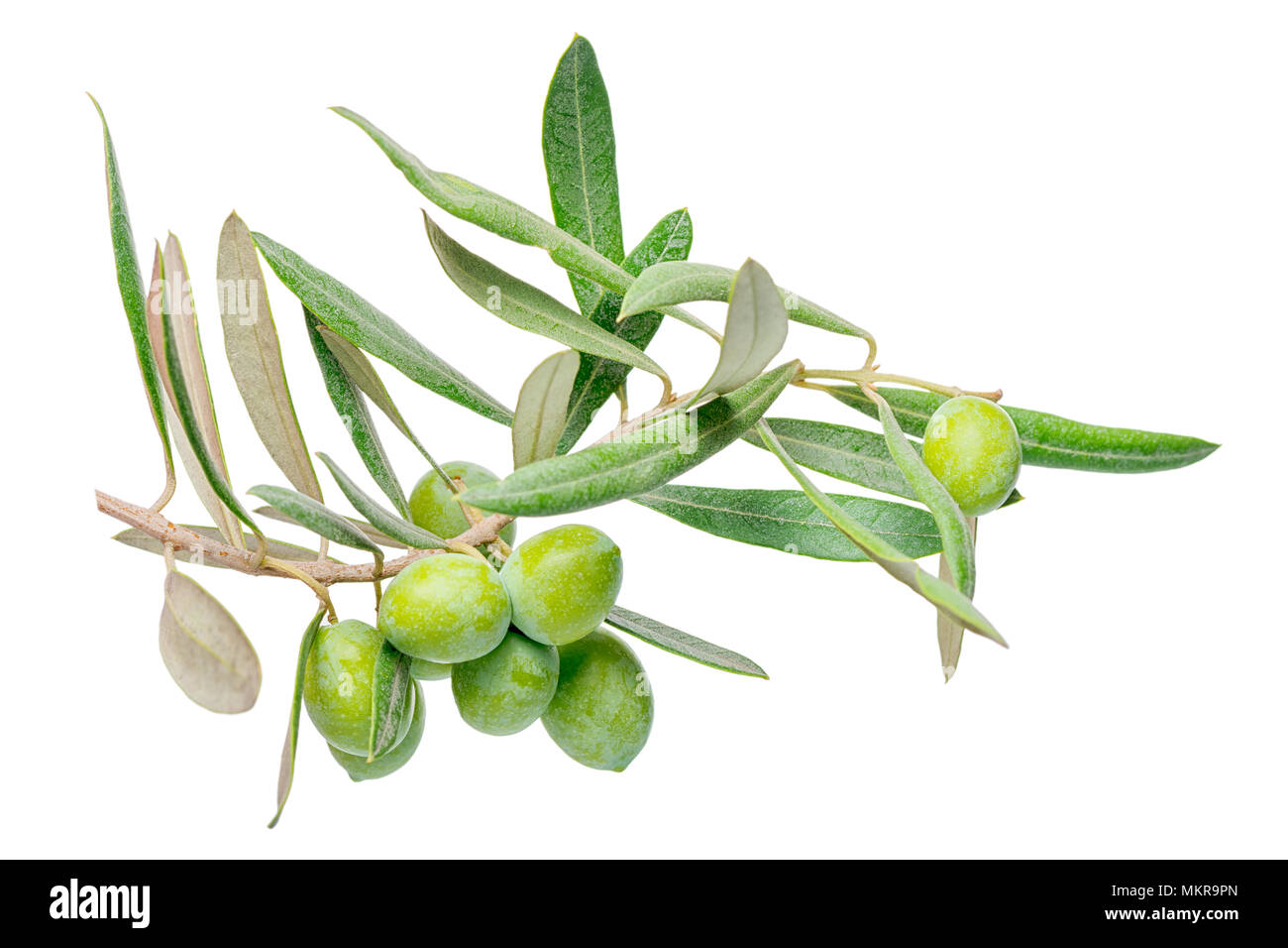 Olive tree farming Cut Out Stock Images & Pictures - Alamy