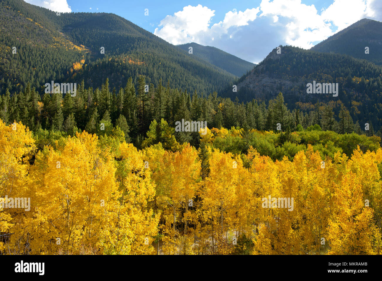 Golden Autumn - Golden Autumn in the Colorado Rockies, Cottonwood Pass, Colorado, USA. Stock Photo