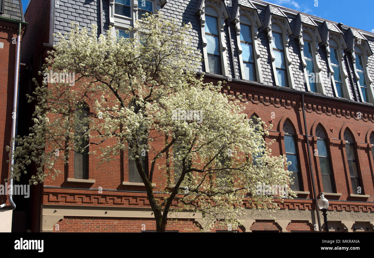 Early spring blooms against historic architecture in the North End of Boston, Massachusetts, USA Stock Photo