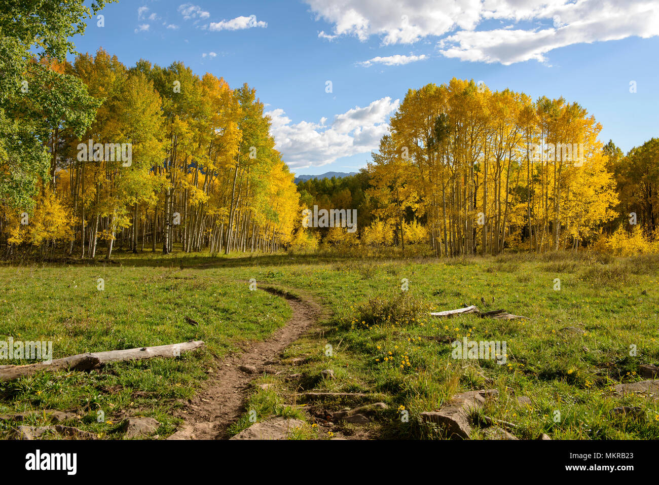 Mountain Trail - Autumn view of a mountain hiking trail, near Kebler Pass, Crested Butte, Colorado, USA. Stock Photo