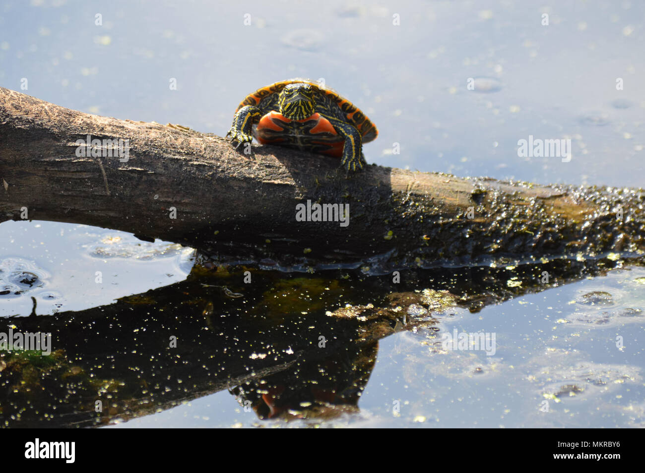 Painted turtle on a log Stock Photo Alamy