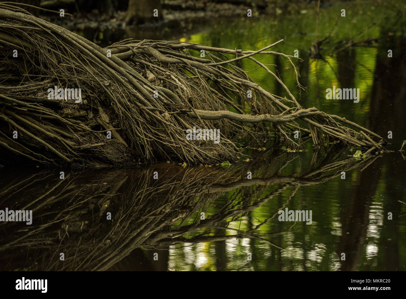 Roots growing horizontally over water, the still water reflects the roots. Stock Photo