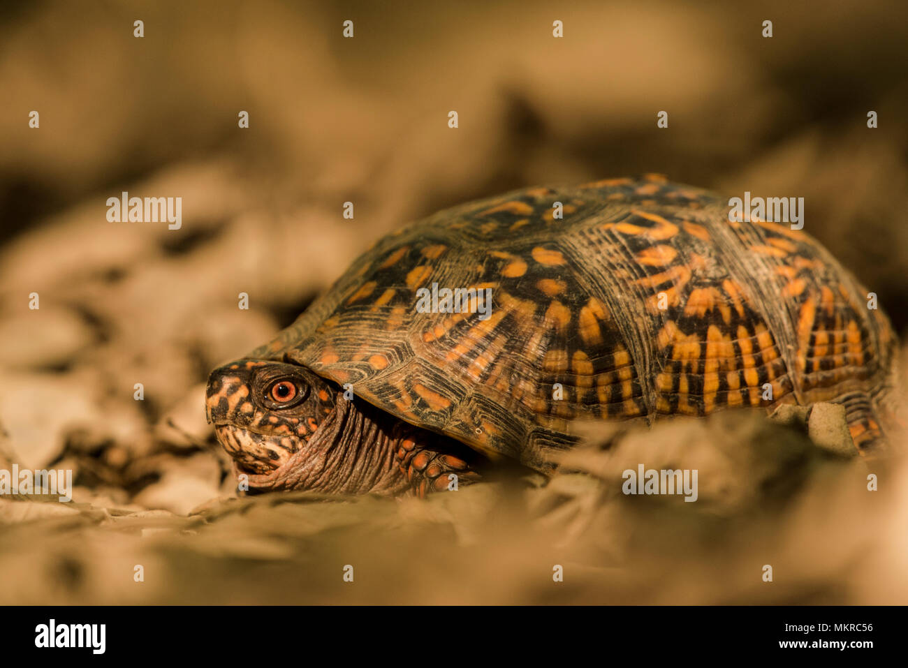 A male box turtle (Terrapene carolina) resting in dry leaf litter. It is possible to tell its a male by its red eye. Stock Photo