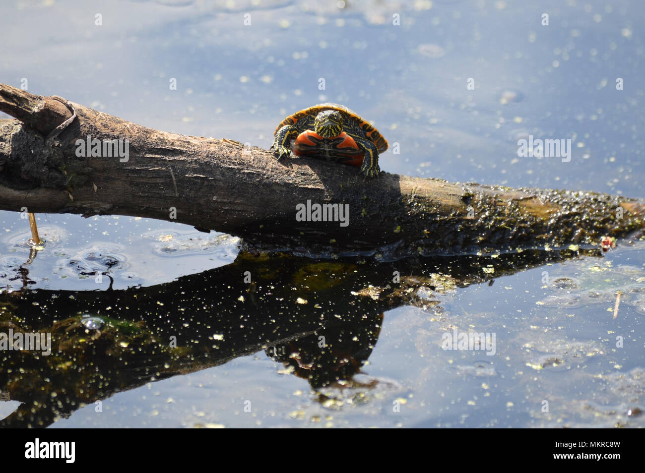 Painted turtle on a log Stock Photo Alamy