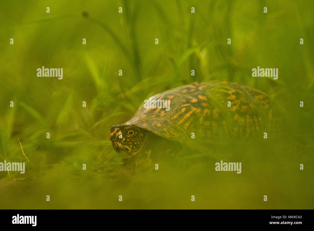 A common box turtle (Terrapene carolina) photographed at a low angle in long grass. Still common, this species is experiencing population declines. Stock Photo