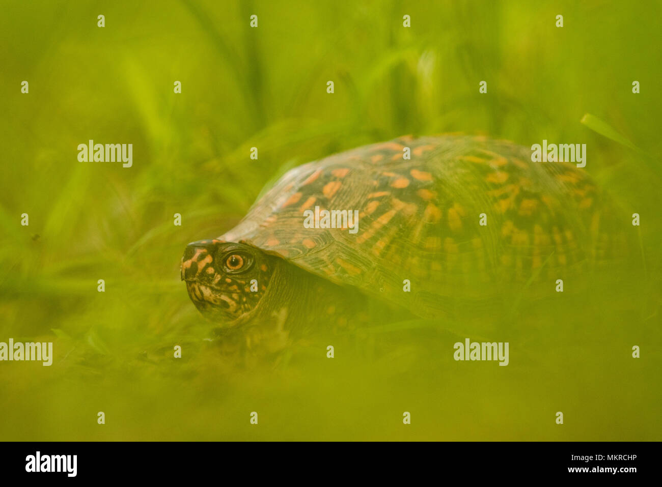 A common box turtle (Terrapene carolina) photographed at a low angle in long grass. Still common, this species is experiencing population declines. Stock Photo