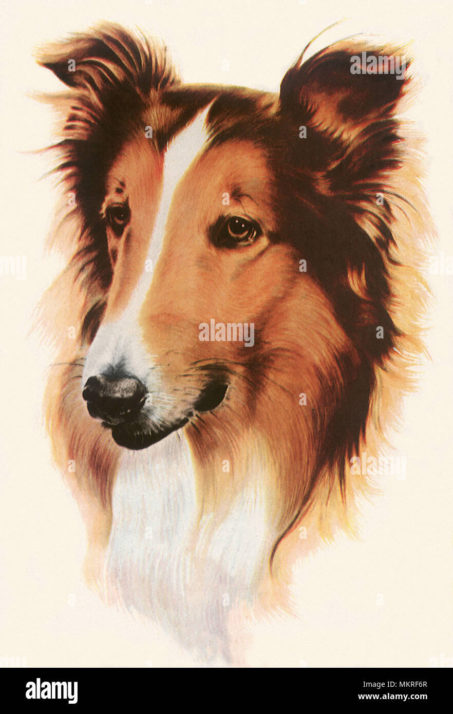 Lassie dogs hi-res stock photography and images - Alamy