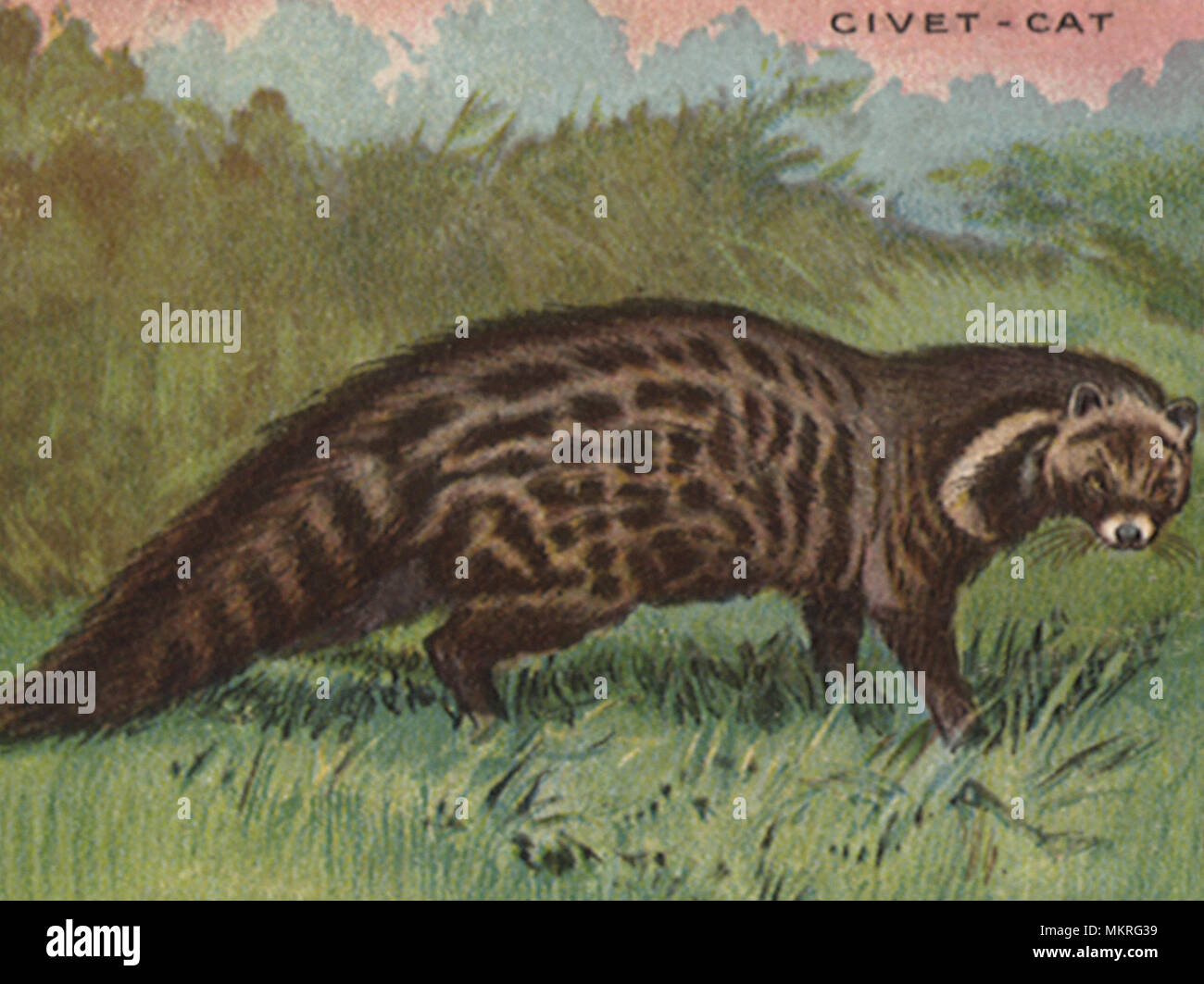 Civet - cat Stock Photo