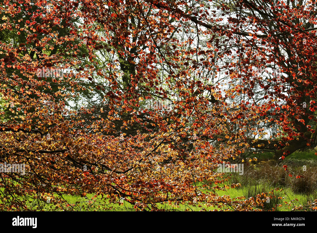 English trees and flowers in Spring Stock Photo - Alamy