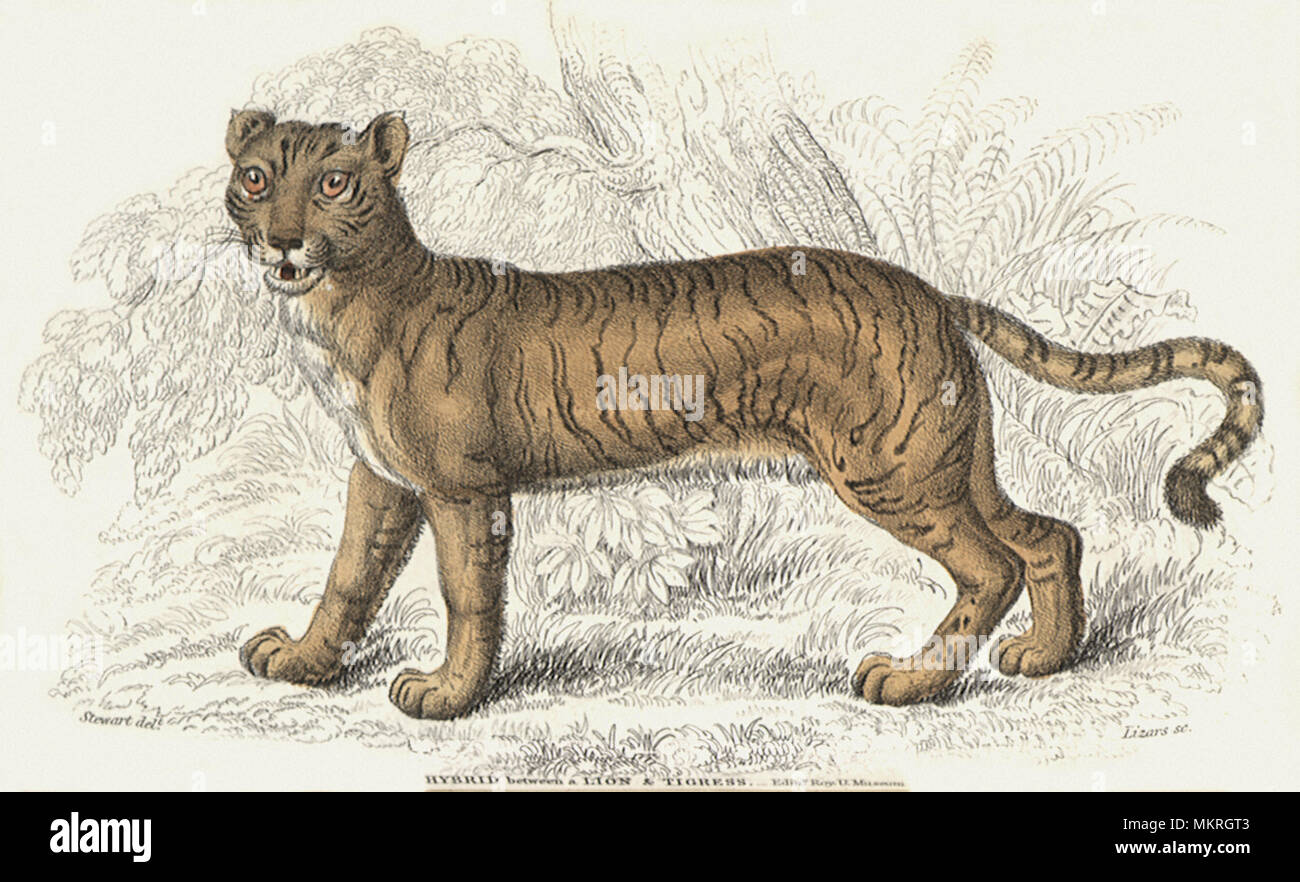 Hybrid of Lion and Tigress Stock Photo