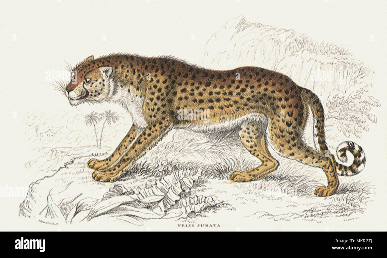 The Hunting Leopard Stock Photo Alamy