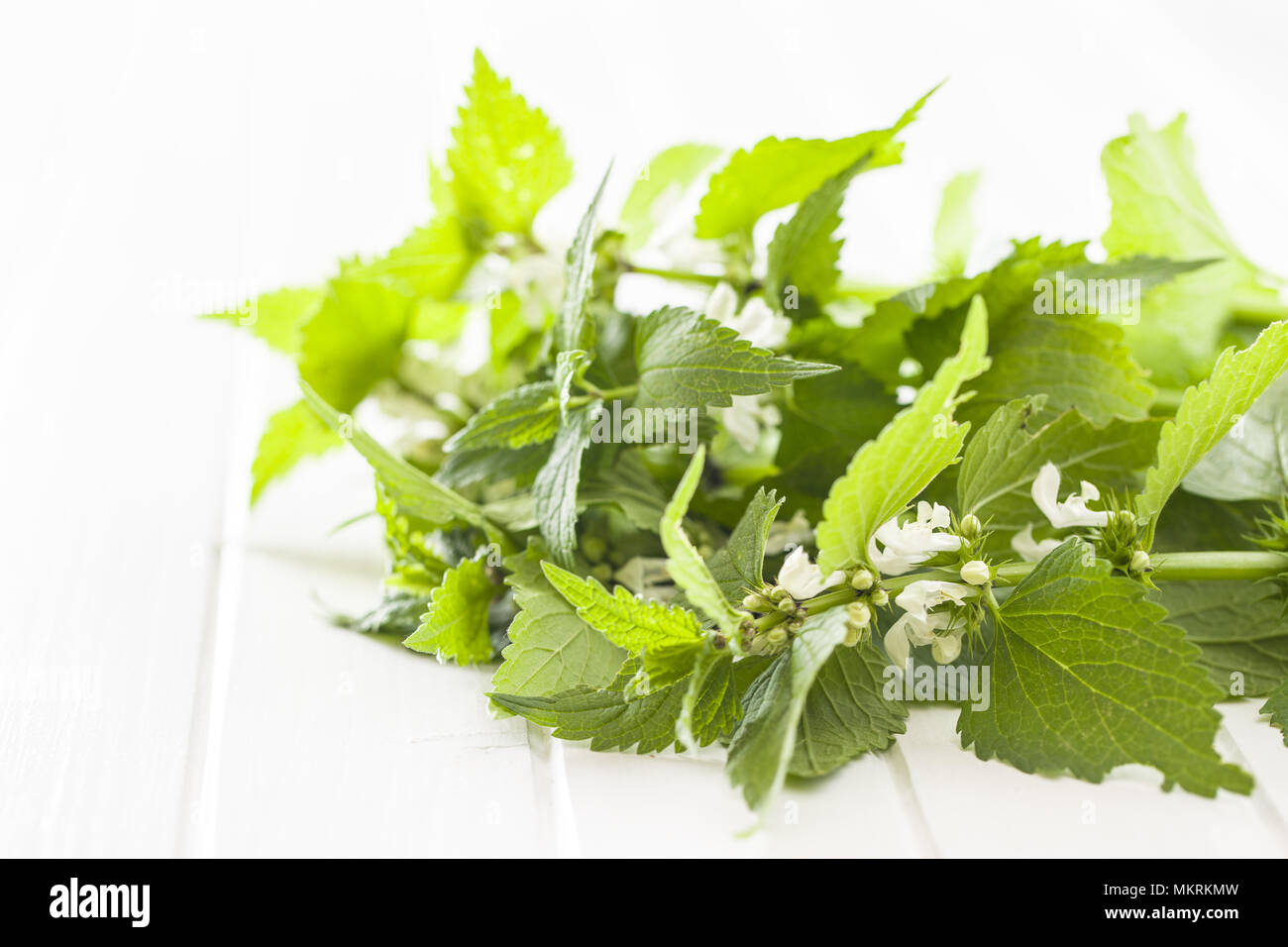 White dead nettle on white table. Stock Photo