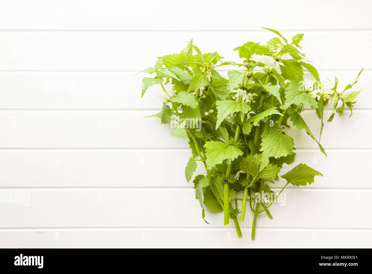 White dead nettle on white table. Stock Photo