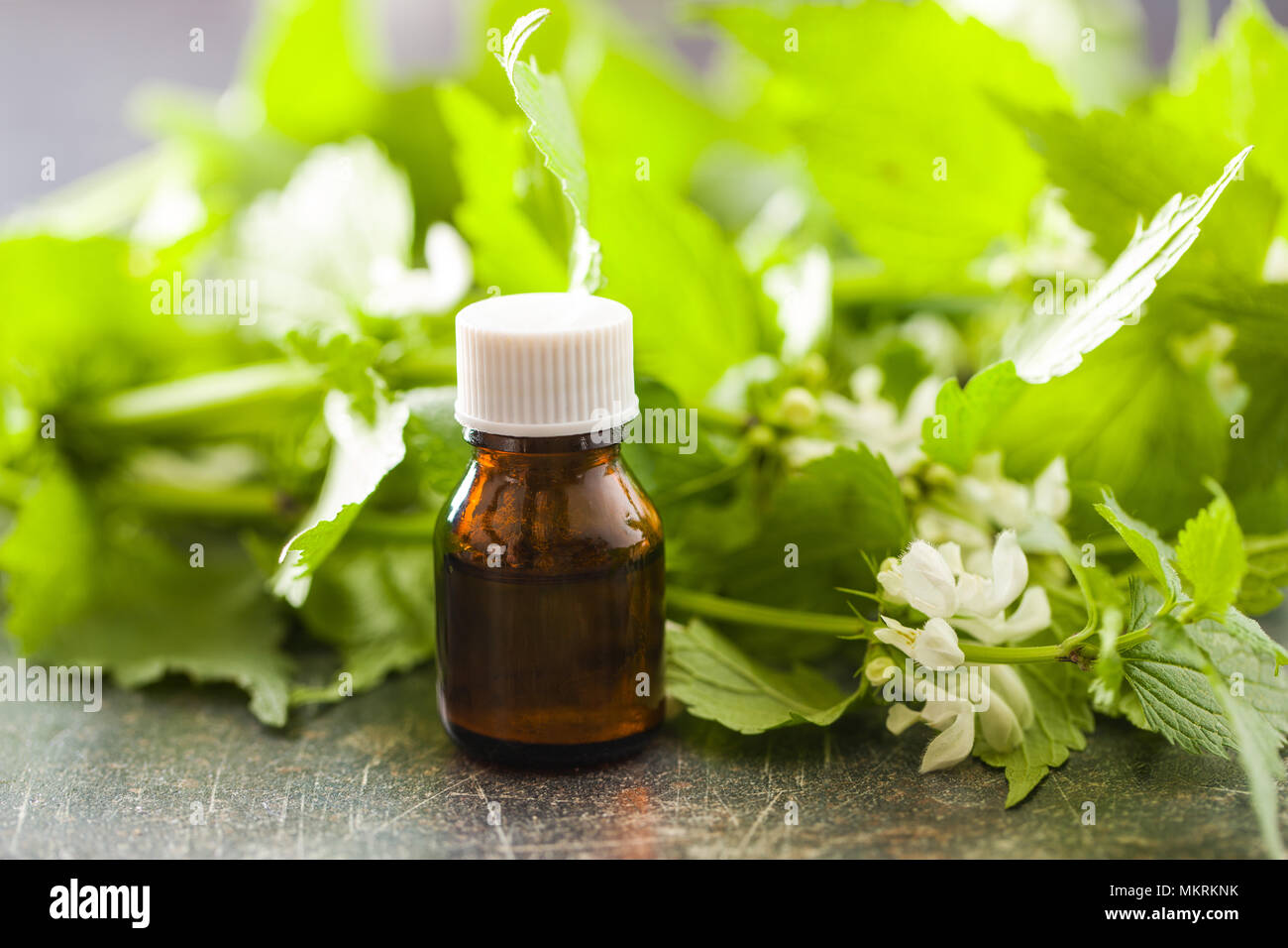 White dead nettle with aroma oil. Stock Photo