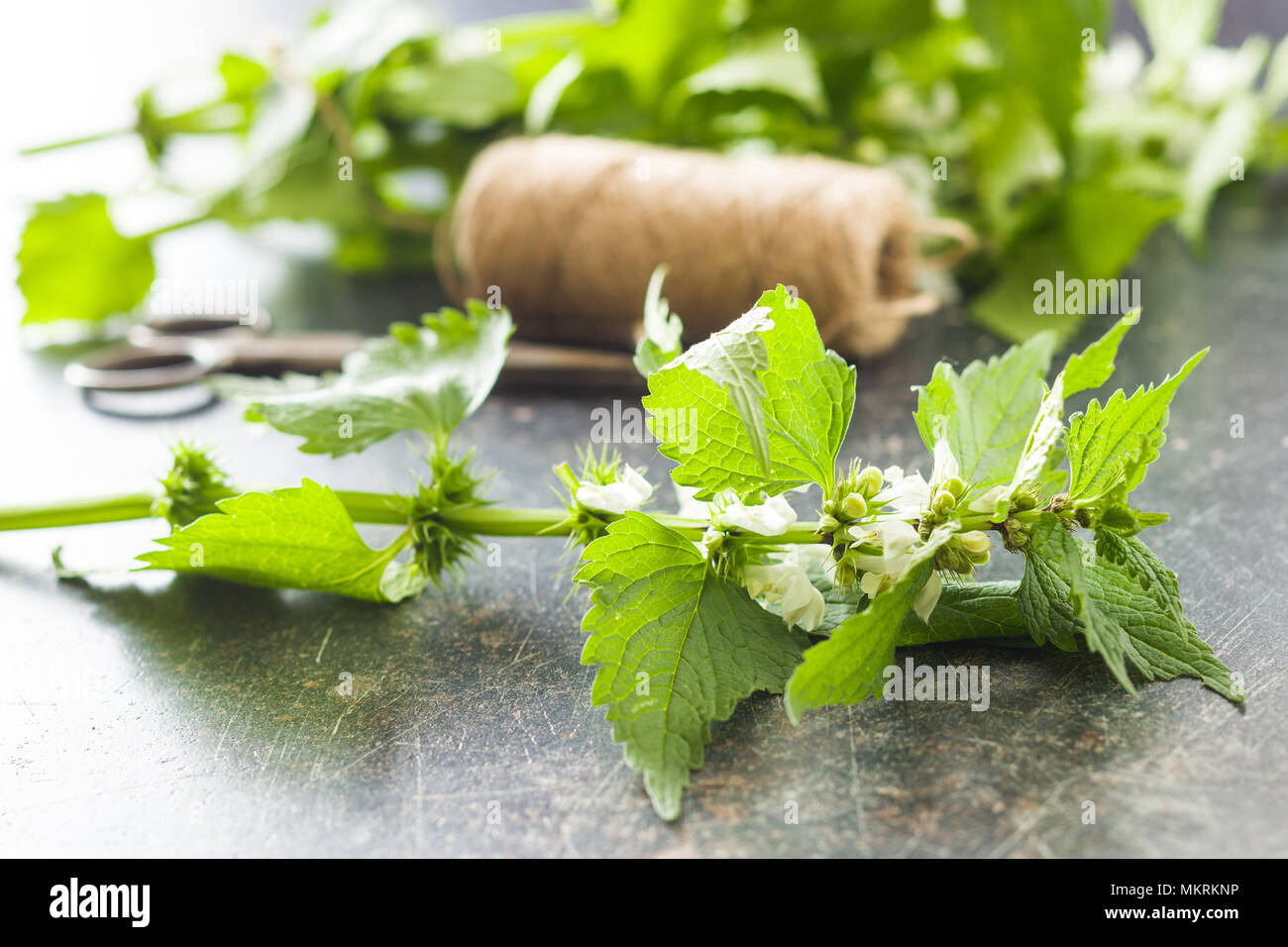 White dead nettle on old table. Stock Photo