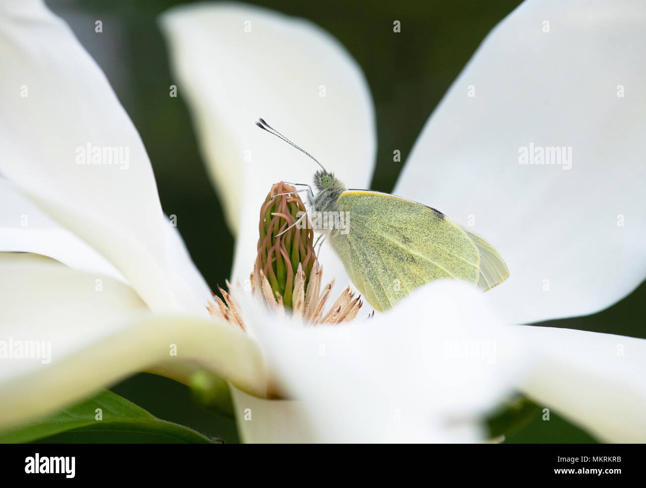 Pieris brassicae. Large White. Cabbage white butterfly resting on magnolia ‘banana split’ flower in spring. UK Stock Photo