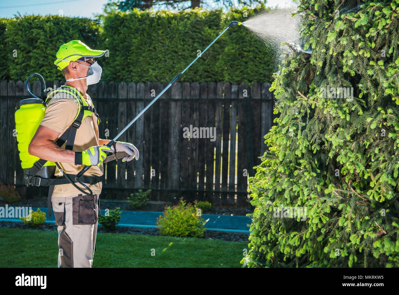 Garden Insecticide by Spraying. Caucasian Worker in His 30s Spraying