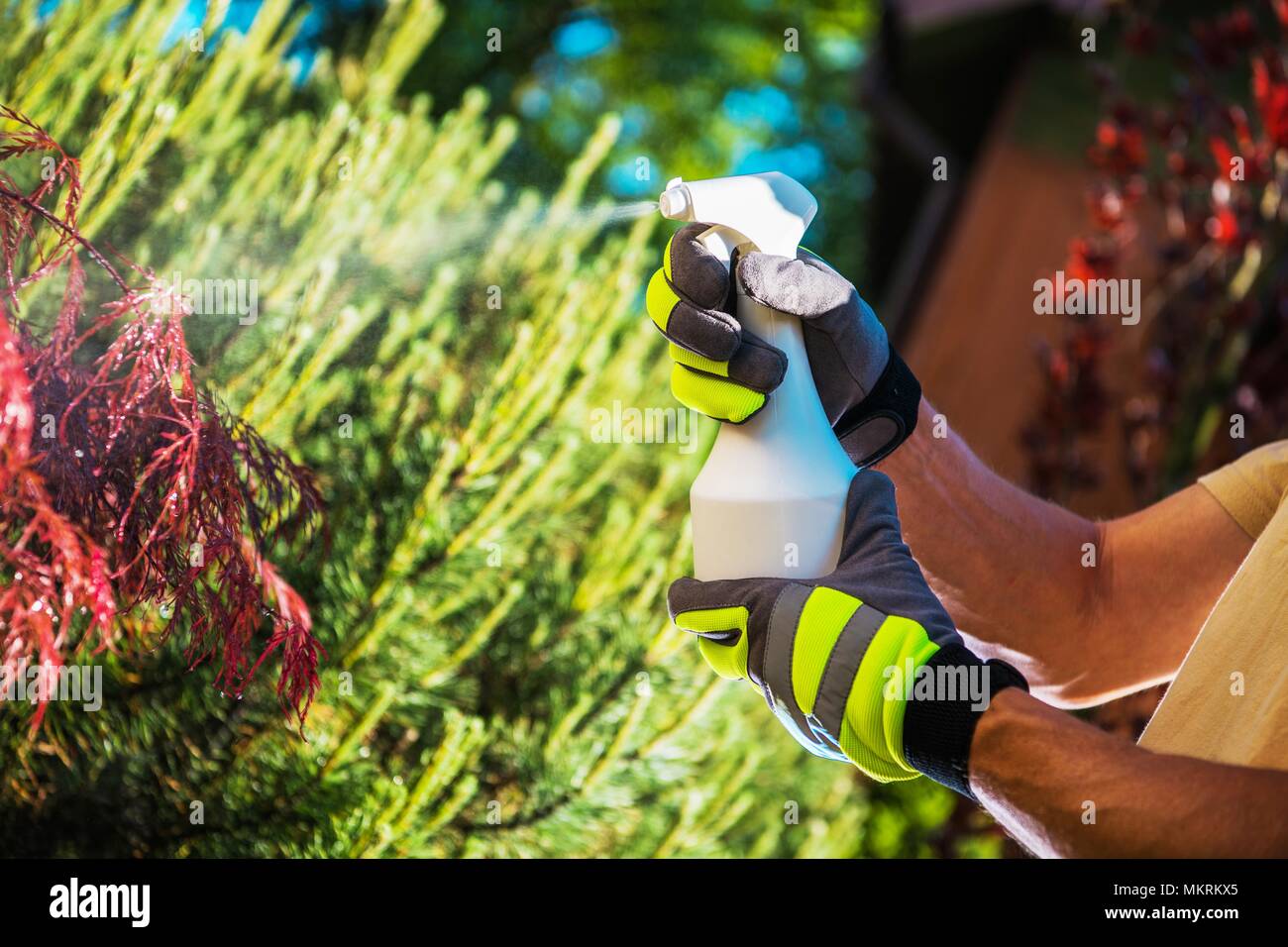 Insecticide Garden Plants Using Handheld Sprayer. Closeup Photo. Gardening Theme. Stock Photo
