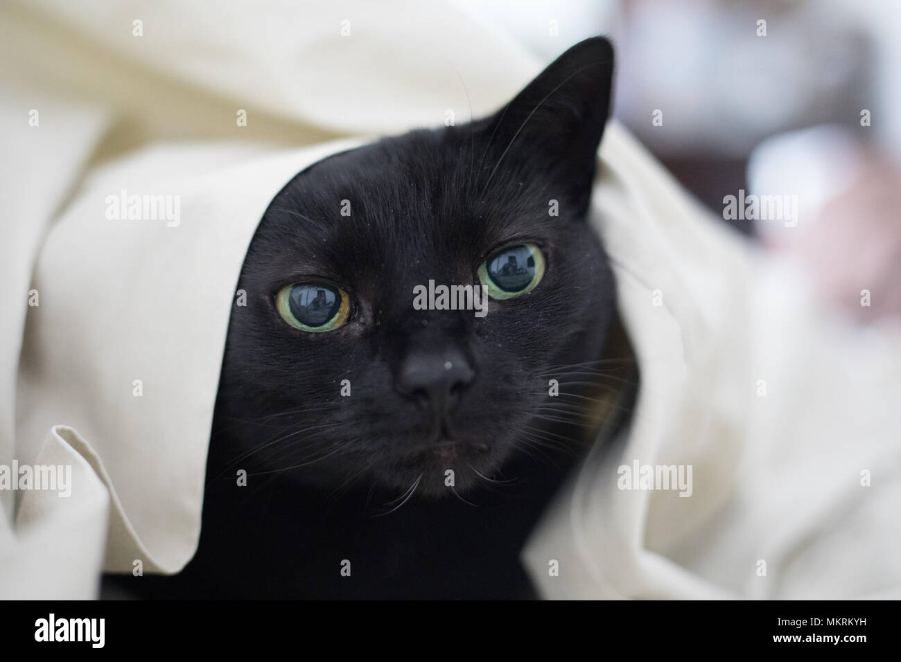 Kitty Snuggle time Stock Photo