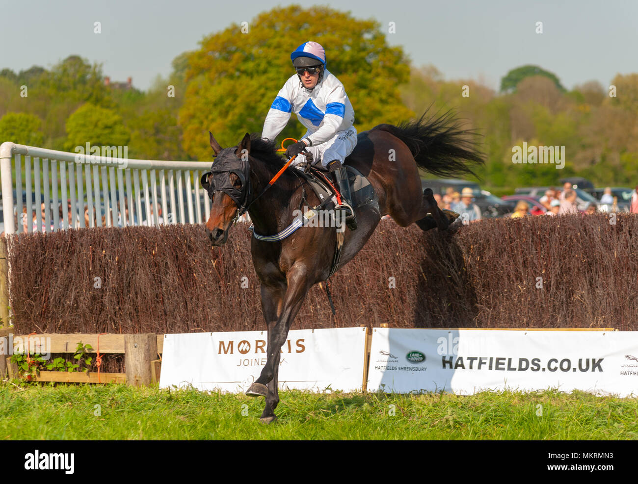 Horse and jockey clearing fence Eyton on Severn Point to Point 7th May ...