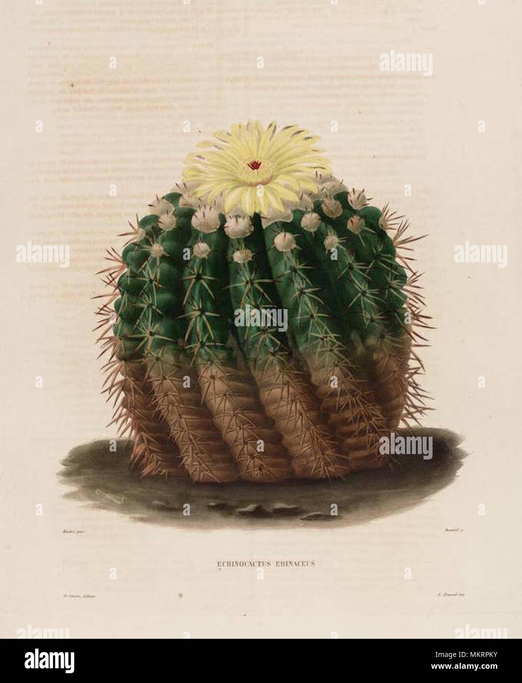 cacti illustration Stock Photo
