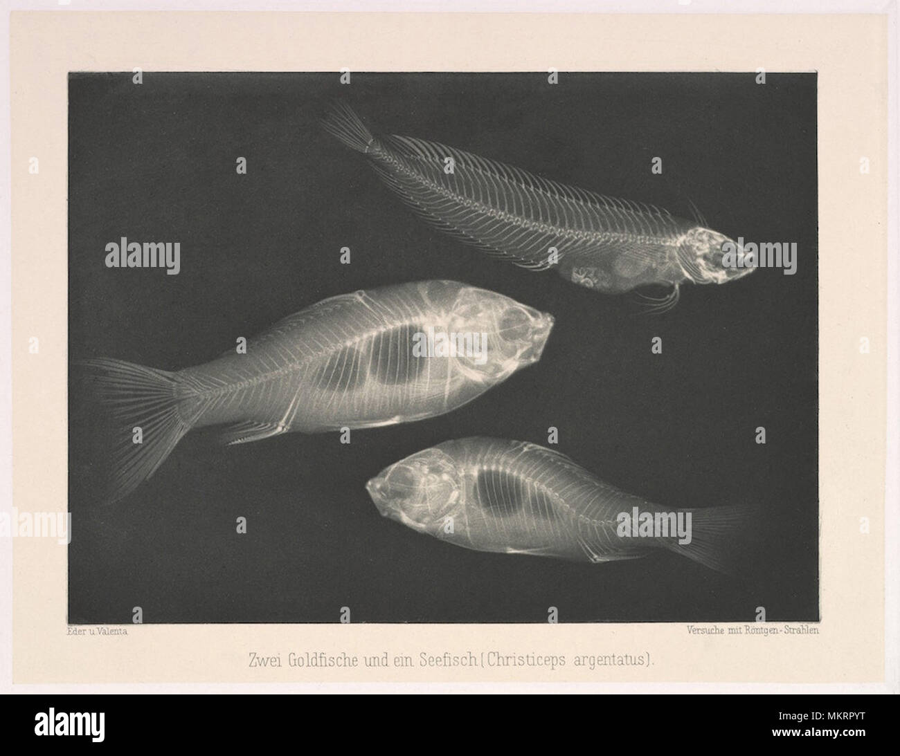 vintage illustration of fish Stock Photo - Alamy