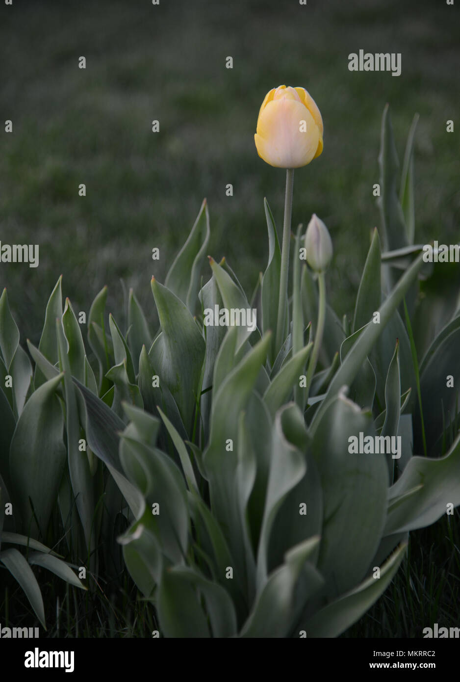tulipan z mlajšim bratom Stock Photo