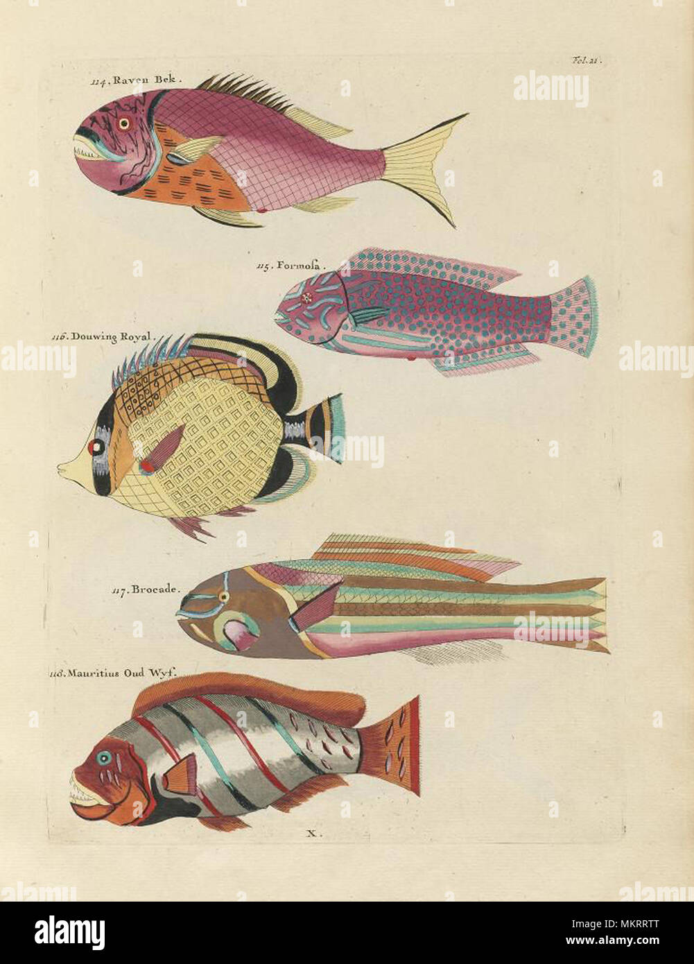 vintage illustration of fish Stock Photo - Alamy