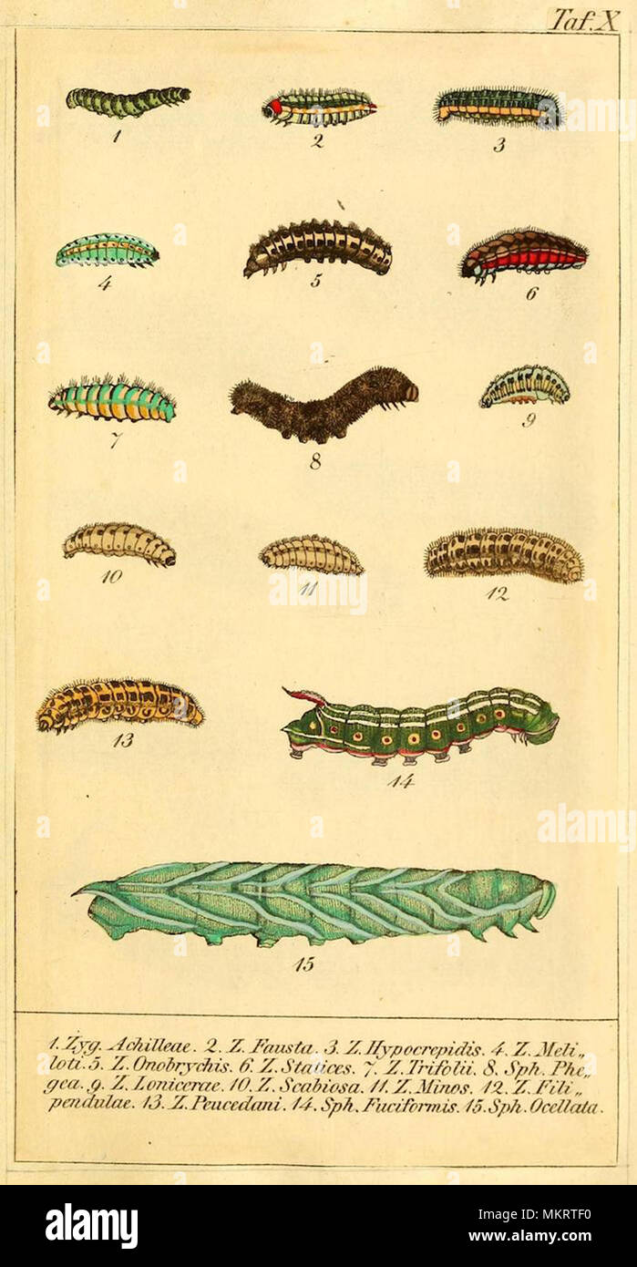 Caterpillar Classification Chart