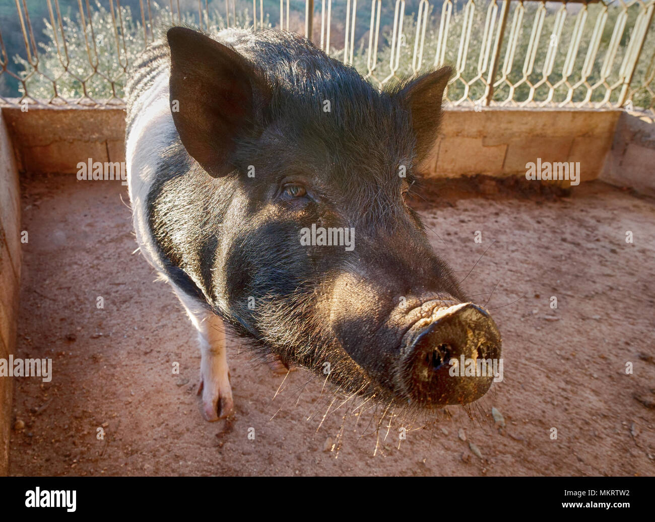 Cinta senese ham hi-res stock photography and images - Alamy