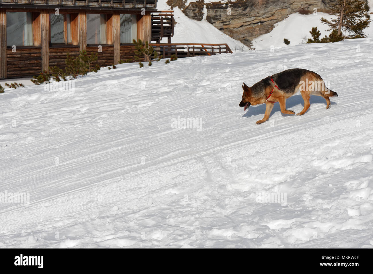 Dog walking in the snow Stock Photo Alamy