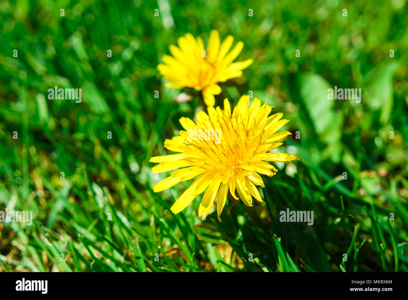 Dandelion growing through a manicured garden lawn. Persistent problem ...