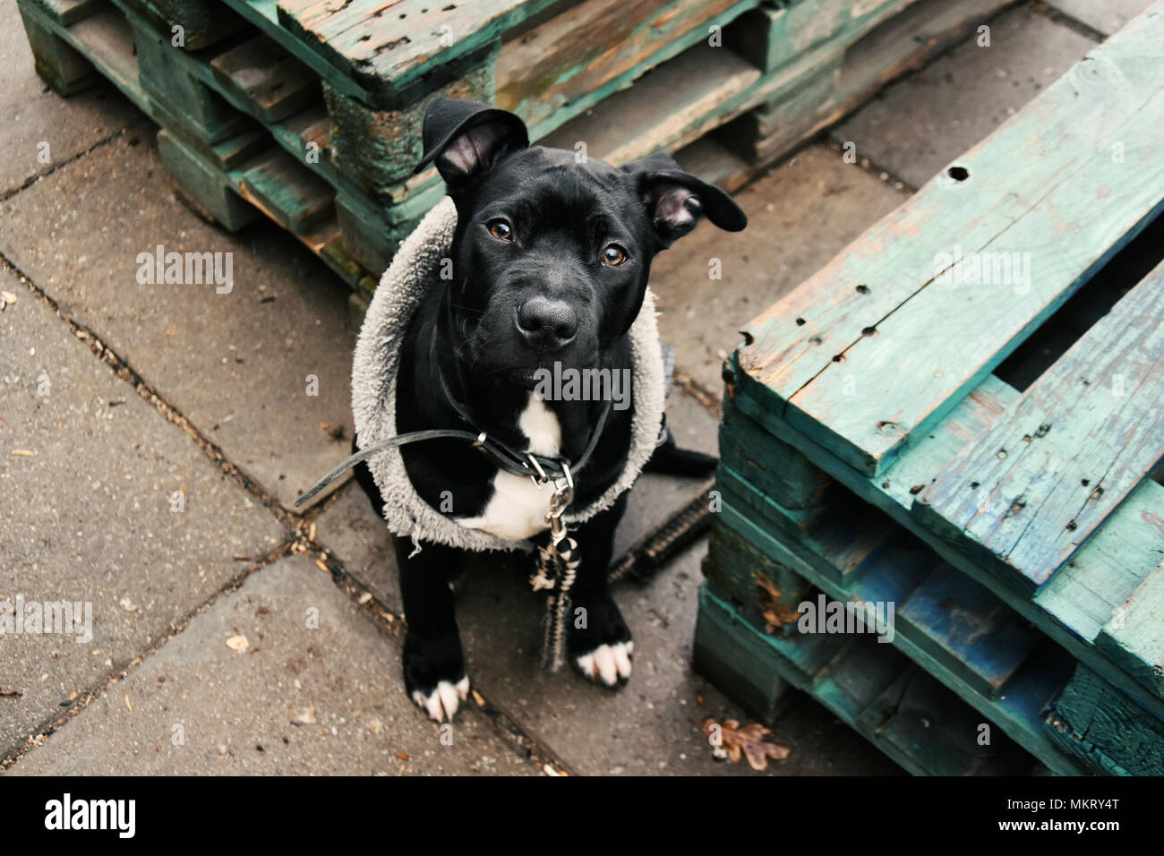 Portrait of a three-month old little black pit bull dog standing on gray  slabs by two old wooden pallets Stock Photo - Alamy