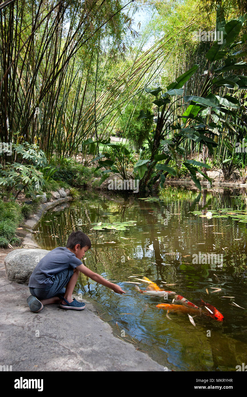 Young boy at koi pond at Huntington Gardens in Pasadena, CA Stock Photo