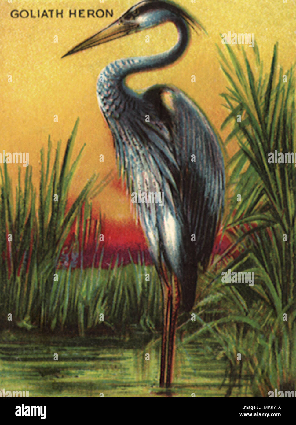 Marsh dwellers hires stock photography and images Alamy