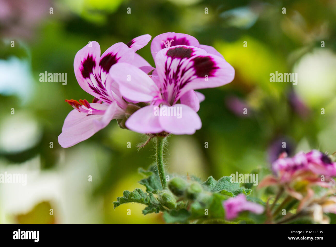 Pelargonium 'Lady Plymouth' Stock Photo - Alamy