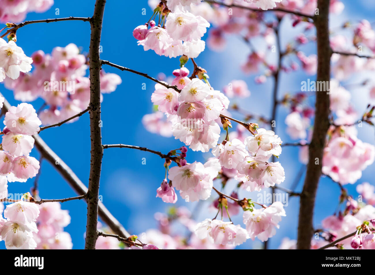 Sakura Flower or Cherry Blossom With Beautiful Nature Background on ...