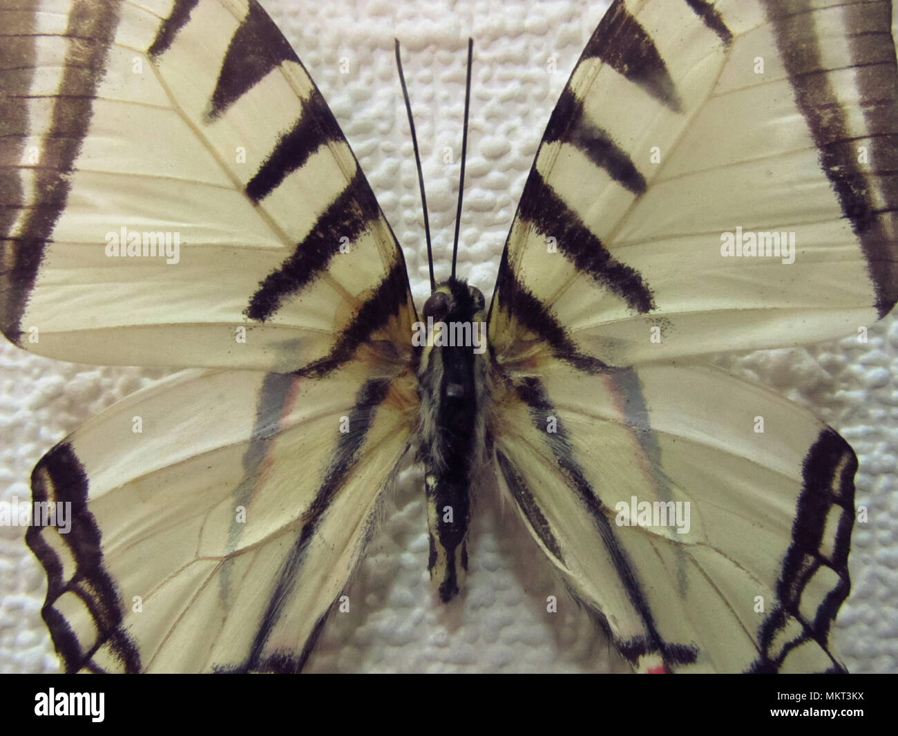 Butterfly. Iphiclides podalirius. Family Sailboats Stock Photo