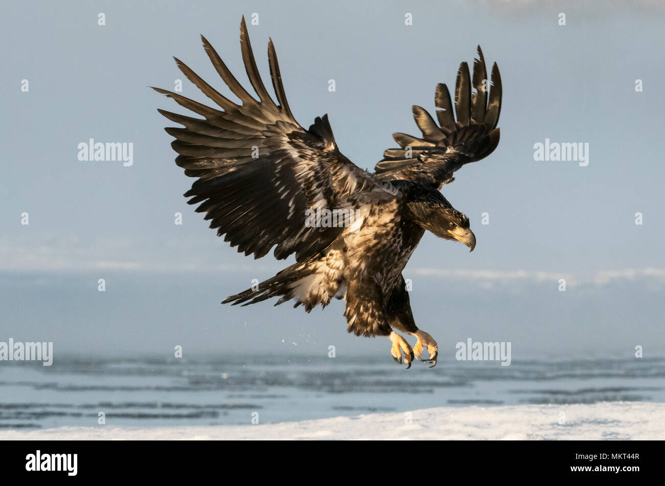 Bald Eagle, Immature, Haines, Alaska Stock Photo