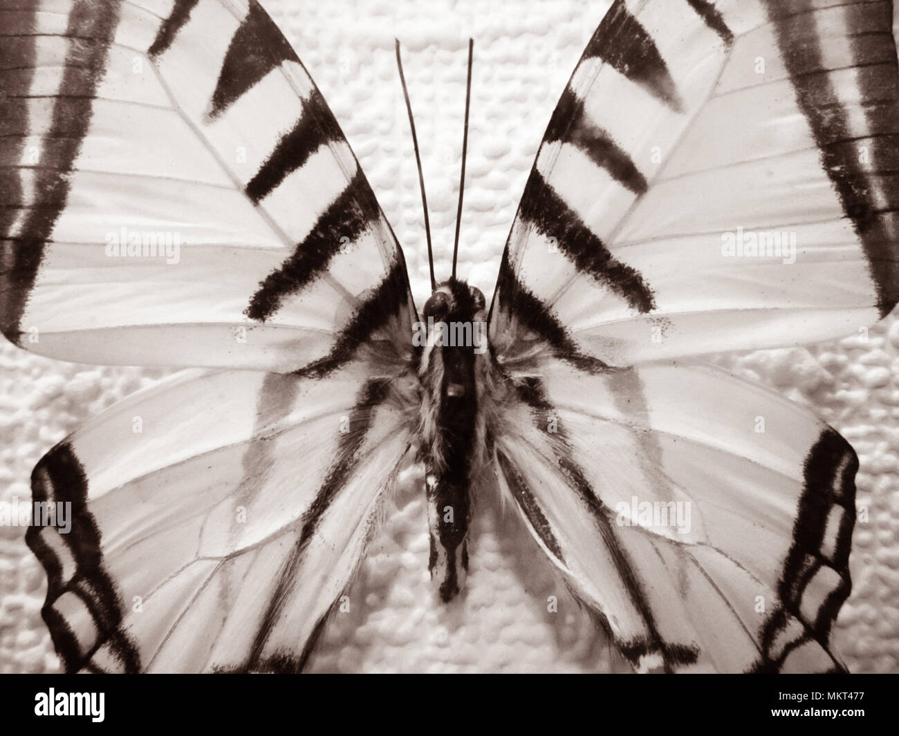 Black and white big butterfly close-up. Iphiclides podalirius Stock Photo