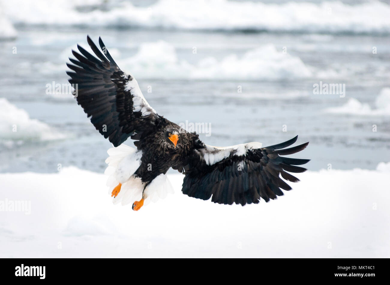 Steller's sea eagle, Hokkaido, Japan Stock Photo - Alamy