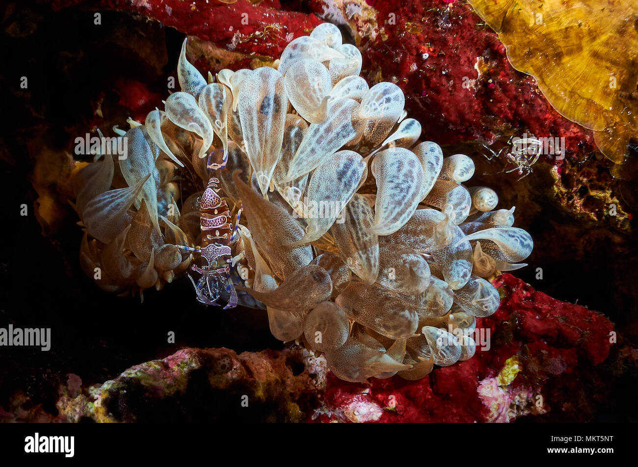 Symbiosis between shrimp retainers (Periclimenes amethysteus) and trumpet anemone (Aiptasia mutabilis) in Mediterranean Sea (Balearic Islands, Spain) Stock Photo