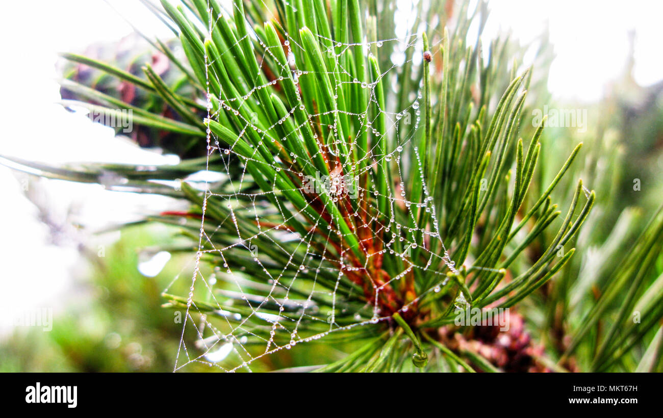 Spider web on branch of dwarf cedar tree, Kunashir, Kuril island, Russia Stock Photo