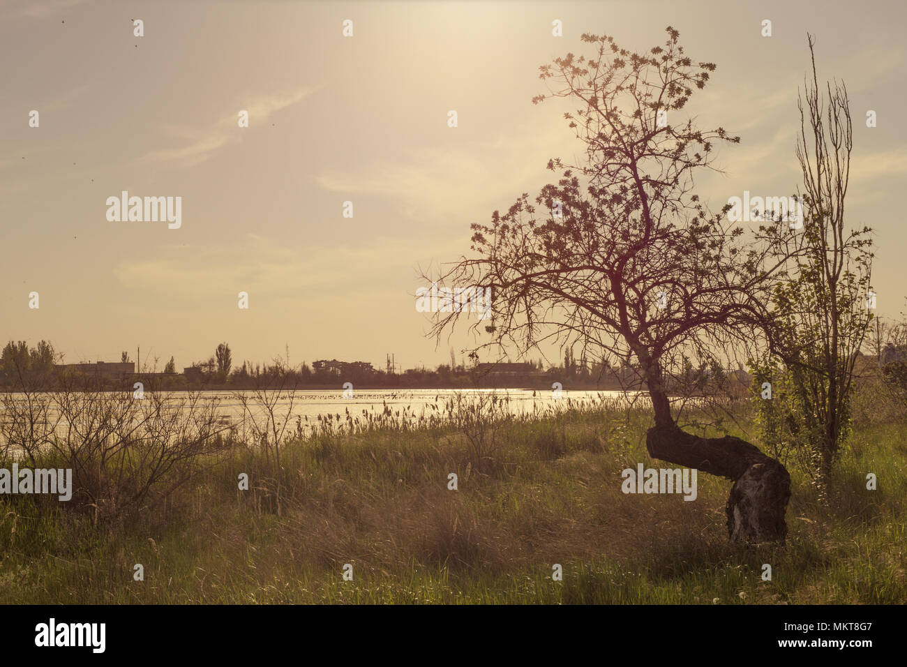 Curved old dry tree on the beach Stock Photo
